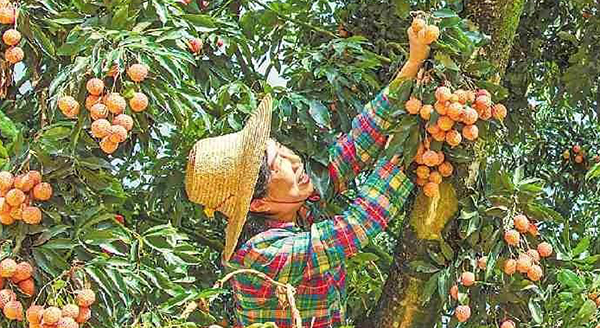 廣東立足資源稟賦“一縣一策”發展特色優勢產業 激發縣域經濟澎湃動能