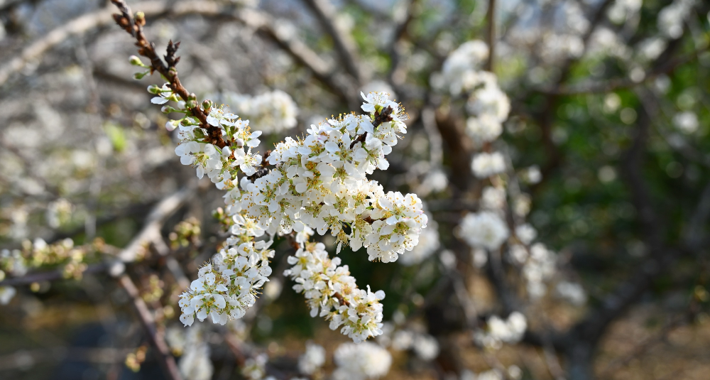 千畝李花提前綻放 花開似海引客來