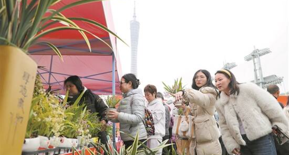 年花行天下賣四季 廣州“老傳統(tǒng)”成全國“新時尚”