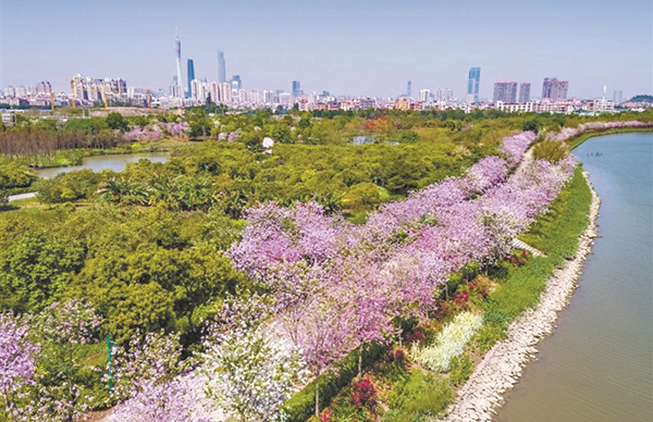 海珠濕地迎來(lái)最美春日