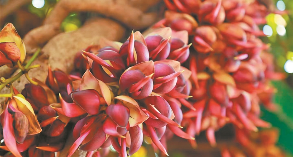 黃埔區(qū)禾雀花文化季啟幕